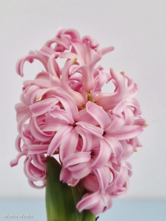 Meeha Meeha How To Force Bulbs For Christmas