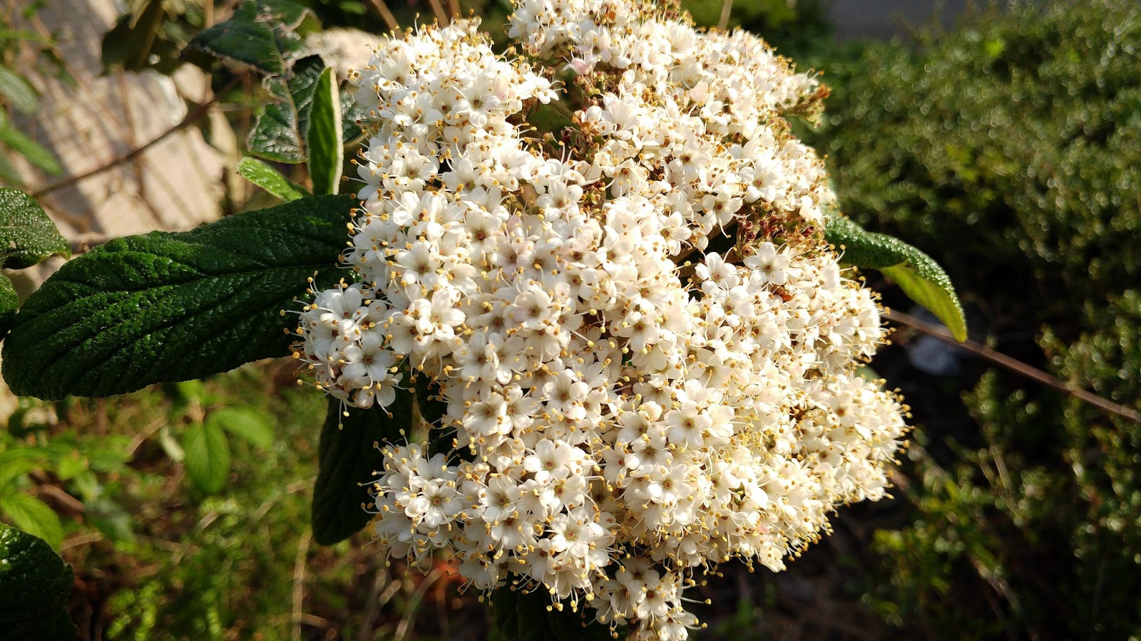 Vademecum Interesting Plants Viburnum rhytidophyllum Kalina