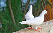 Pigeon Birds HD