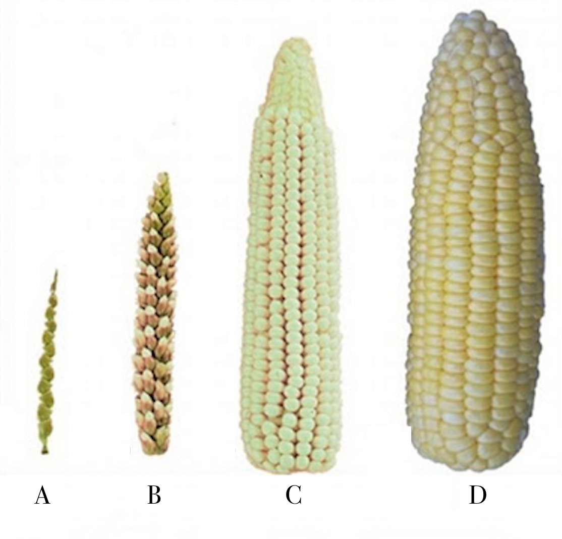 NephiCode Does Corn Prove Others Were in the Land of Promise When Lehi