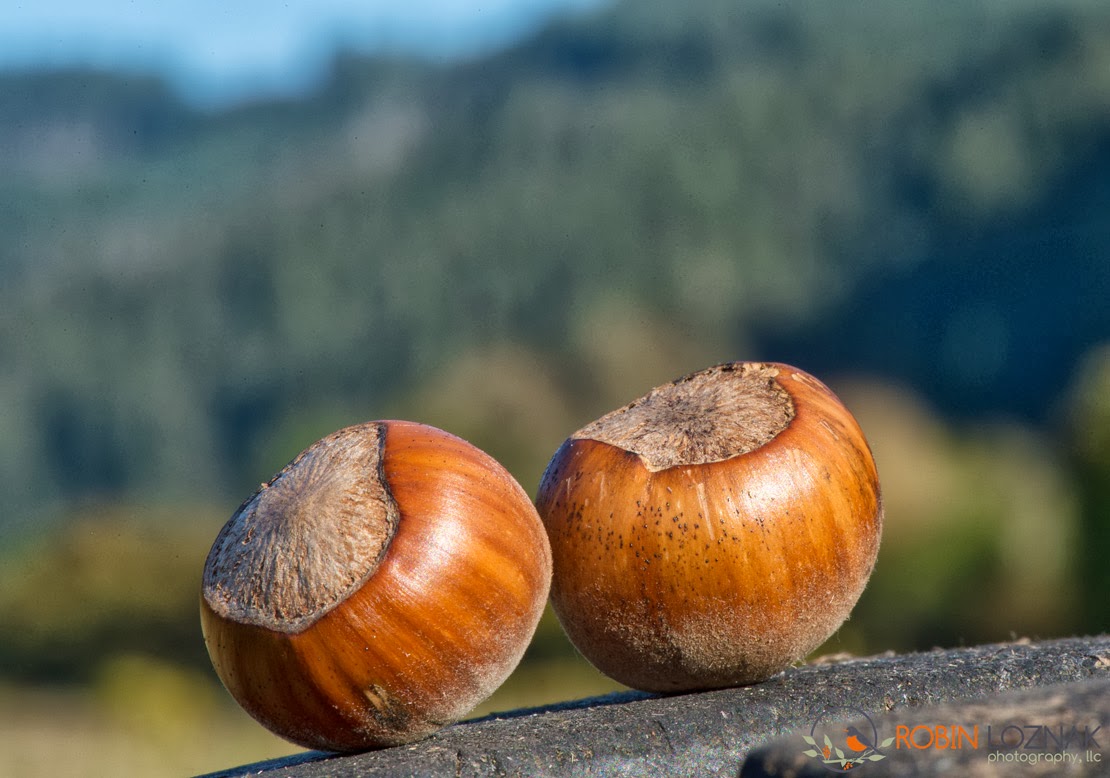 Robin Loznak Photography Oregon hazelnuts