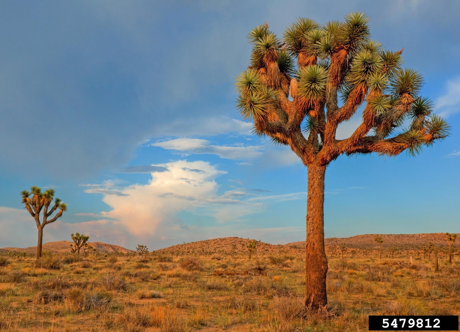 Destination Trees Joshua Tree National Park California
