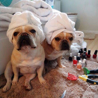 Funny Dog Picture Depicting Skincare