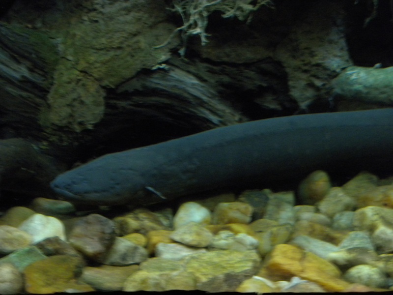 The Zoo Review: Species Fact Profile: Electric Eel (Electrophorus