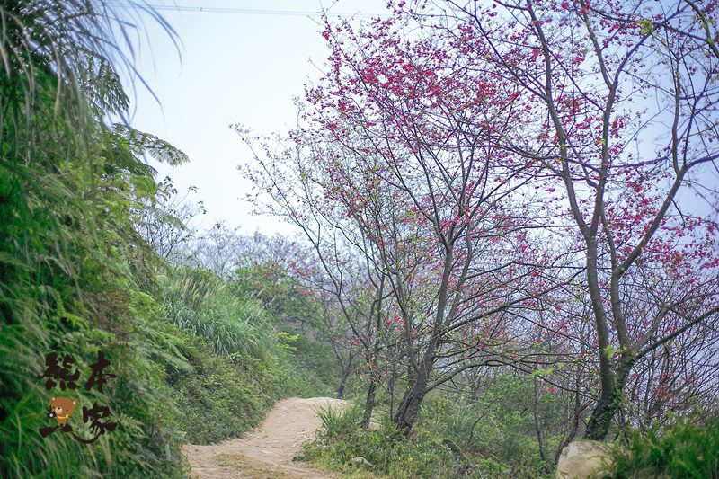 三峽竹崙私房賞櫻景點|熊空櫻花林|三峽媲美武陵農場櫻花林景點|竹崙路櫻花|北109鄉道櫻花林景點