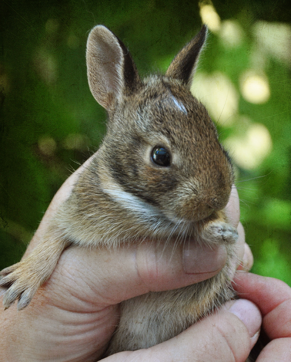 Three Dogs in a Garden Sweet Spring Violets