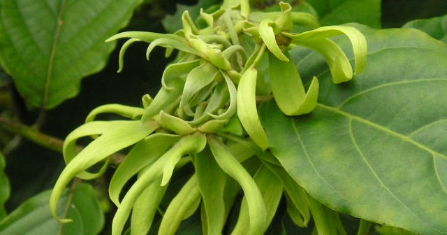 mewarnai gambar bunga kenanga