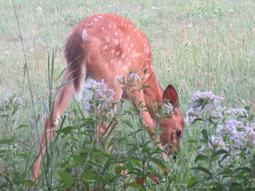 fawn