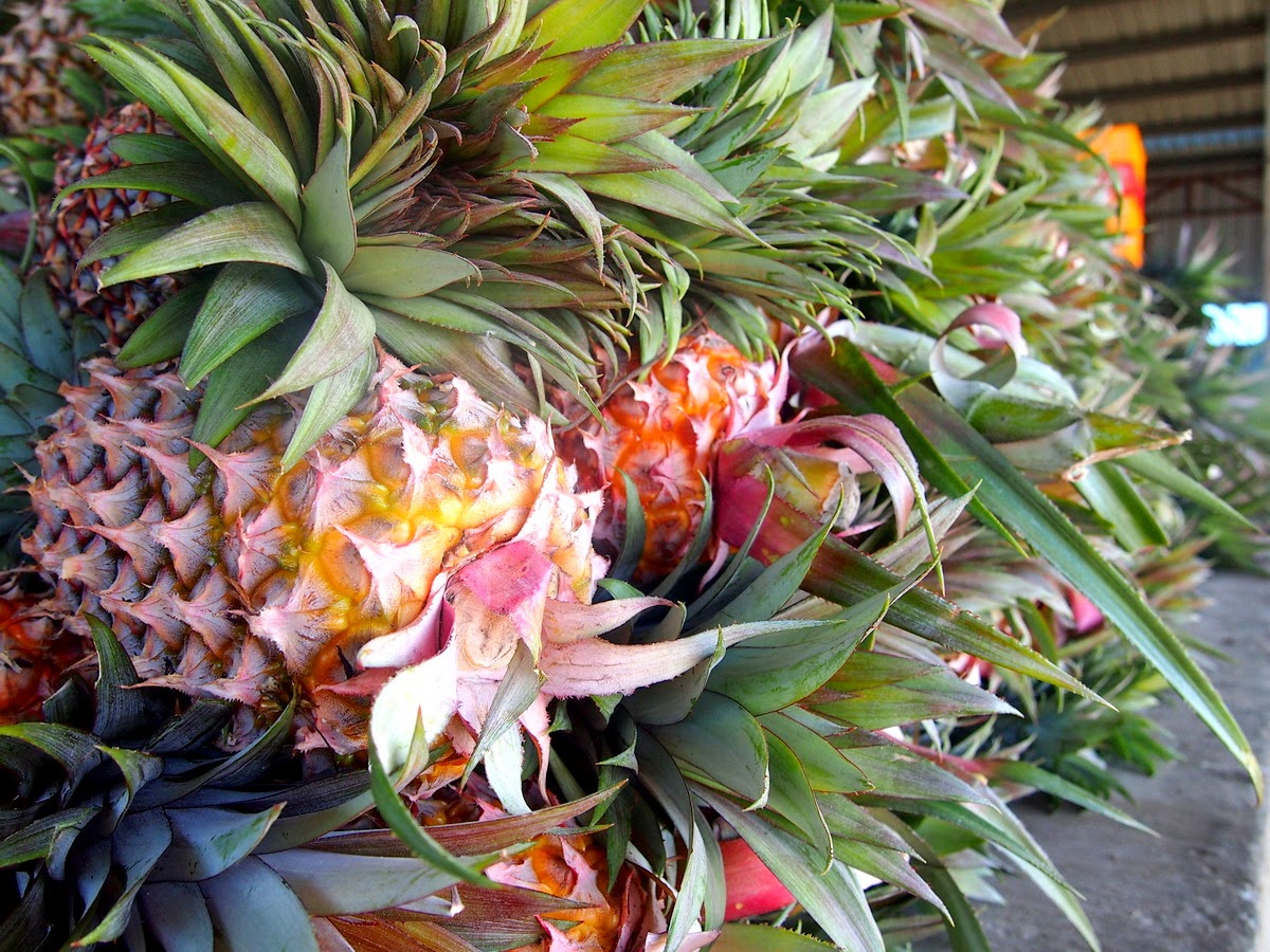 Travelholic A Trip to Pineapple Plantation in Selangor