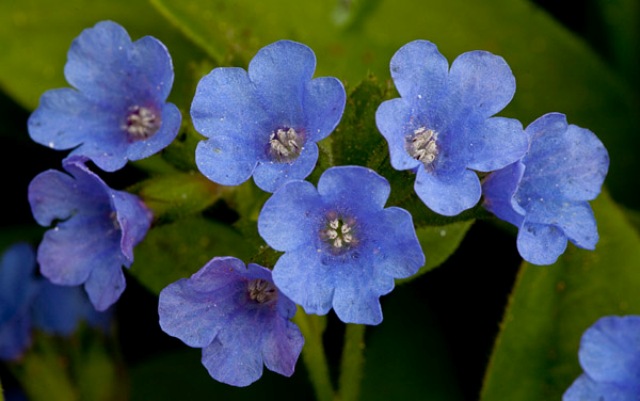 Types Of Blue Flowers With Pictures Types Of Blue Flowers With Pictures