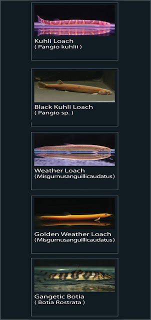 24. Kuhli Loach  Nama LainPangio Kuhli   25.  Black Kuhli Loach  Nama Lain Pangio Sp   26. Weather Loach  Nama Lain Misgurmusanguil Licaudatus  27. Golden Weather loach Nama Lain Misgurnusanguil licaudatus  28. Gangetic Botia  Nama Lain Botia Rostrata  29. Lyretail Kuhli Loach  Nama Lain Pangio Kuhli