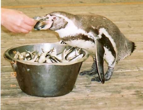 penguin humboldt penguins eat emperor fish riley animals huddle cold winter