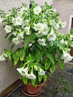 Datura in herbstlicher Blüte (c) by Joachim Wenk Datura in herbstlicher Blüte (c) by Joachim Wenk