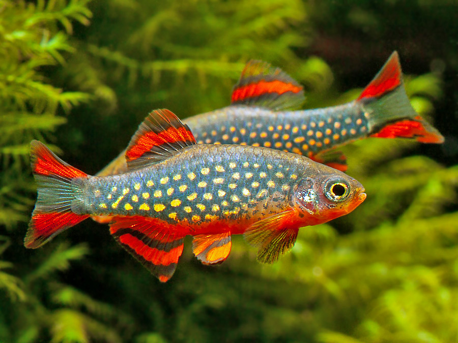 Mengenal Lebih Dekat Ikan Hias Rasbora Galaxy, Bintang Akuarium Kita! Mengenal Lebih Dekat Ikan Hias Rasbora Galaxy, Bintang Akuarium Kita!