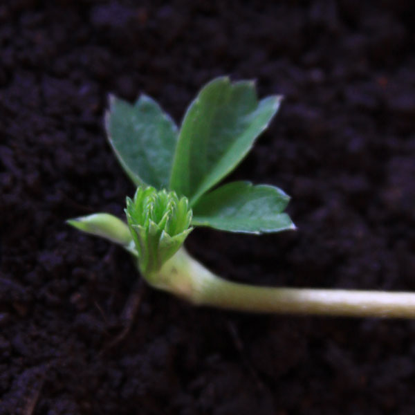 Meet up playdates Reproduccion asexual de las plantas estolones de fresa