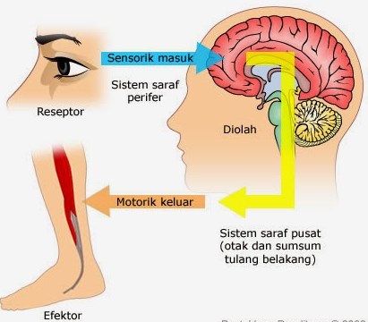 Sistem Koordinasi Dan Alat Indera Pada Manusia Perpustakaan Umum