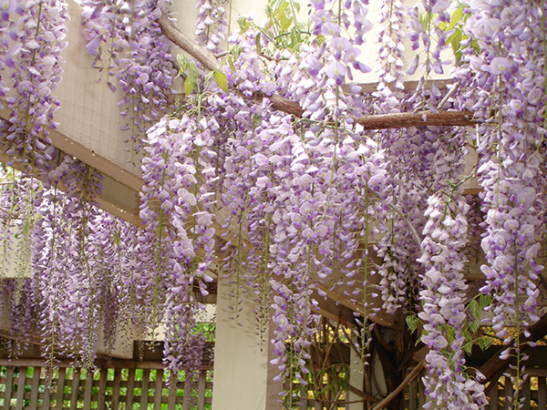 y nghia hoa tu dang