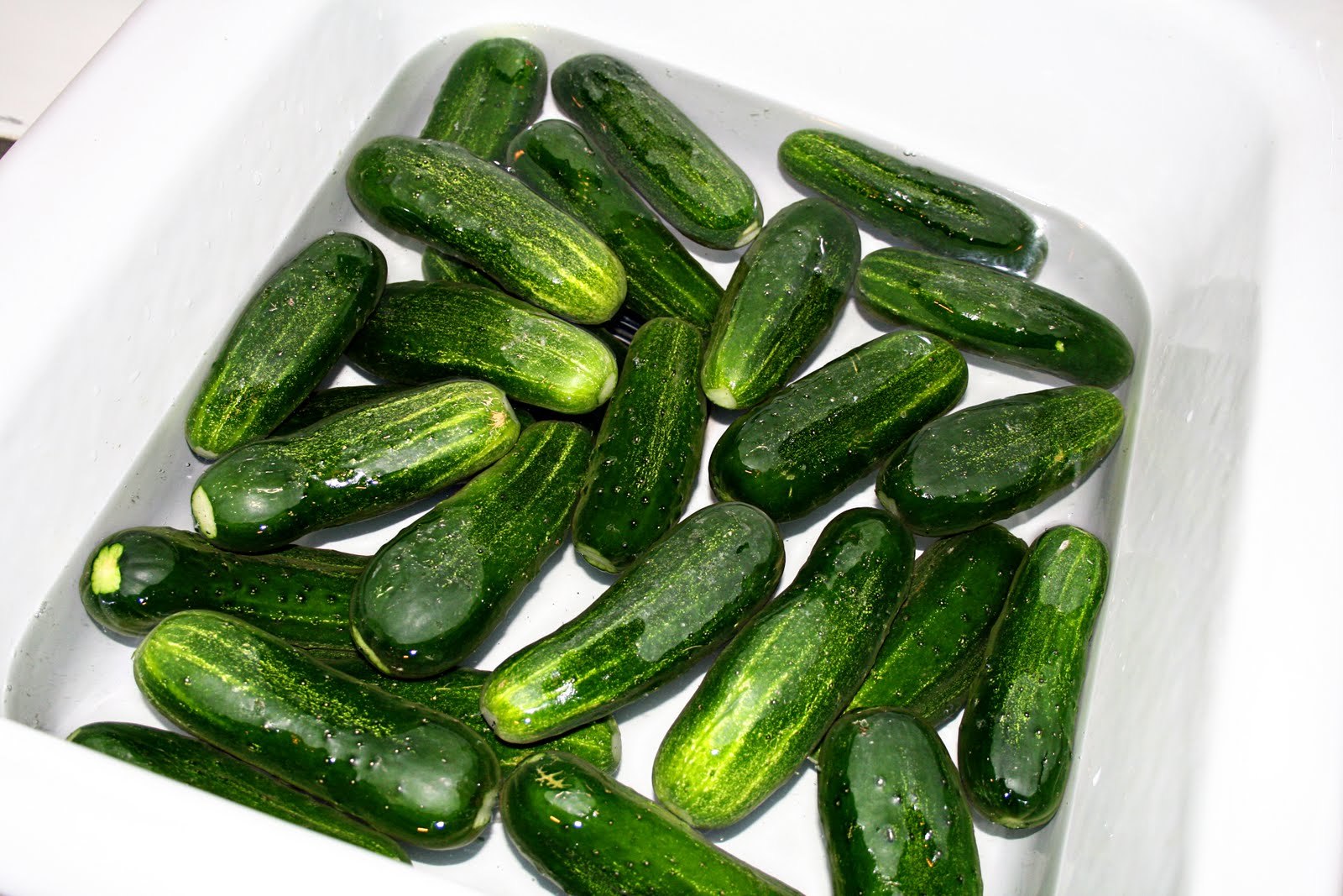 The Attitude of Gratitude Jewish Half Sour Pickles