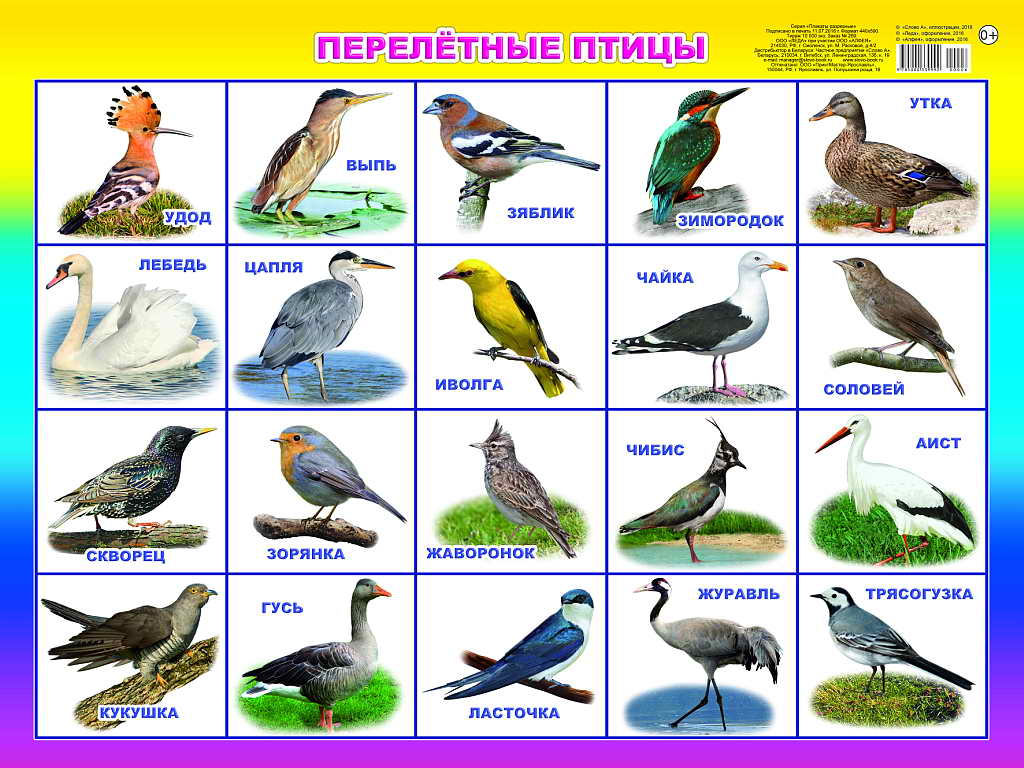 Перелетные Птицы Урала Фото