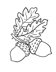Acorn coloring pages 9