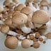 Mushroom farm in Gaganbawada, Chandgad, Radhanagri, Kagal
