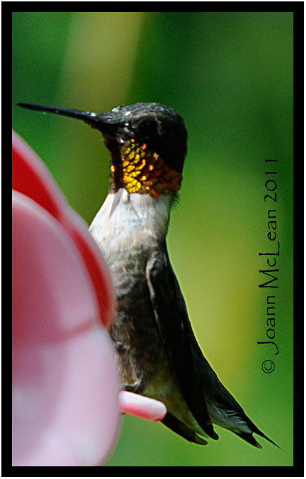 A Creative Life: Orange throated Ruby throated hummingbird