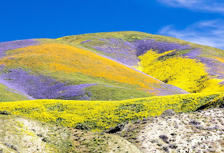 California's Wildflower Super Bloom