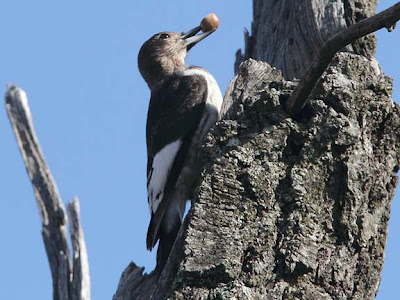 Immature Red-headed Woodpecker Caching Food