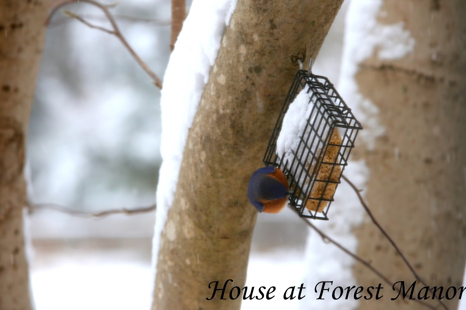 House at Forest Manor Bird Watching