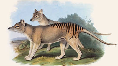carnivores far north