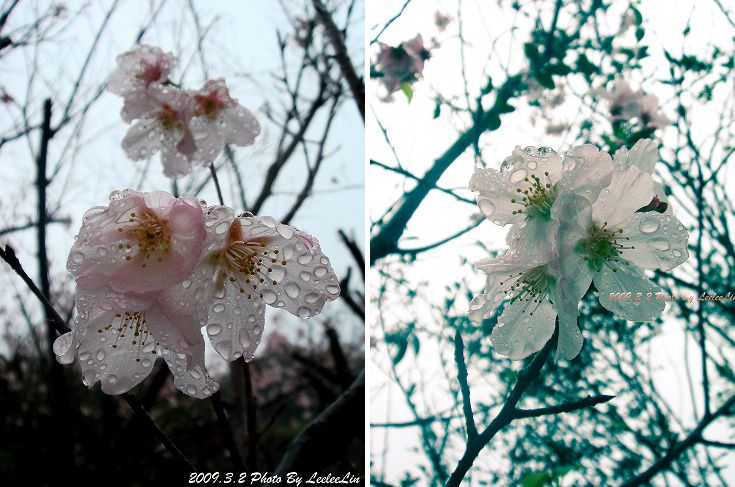 石門景觀餐廳-三芝小豬