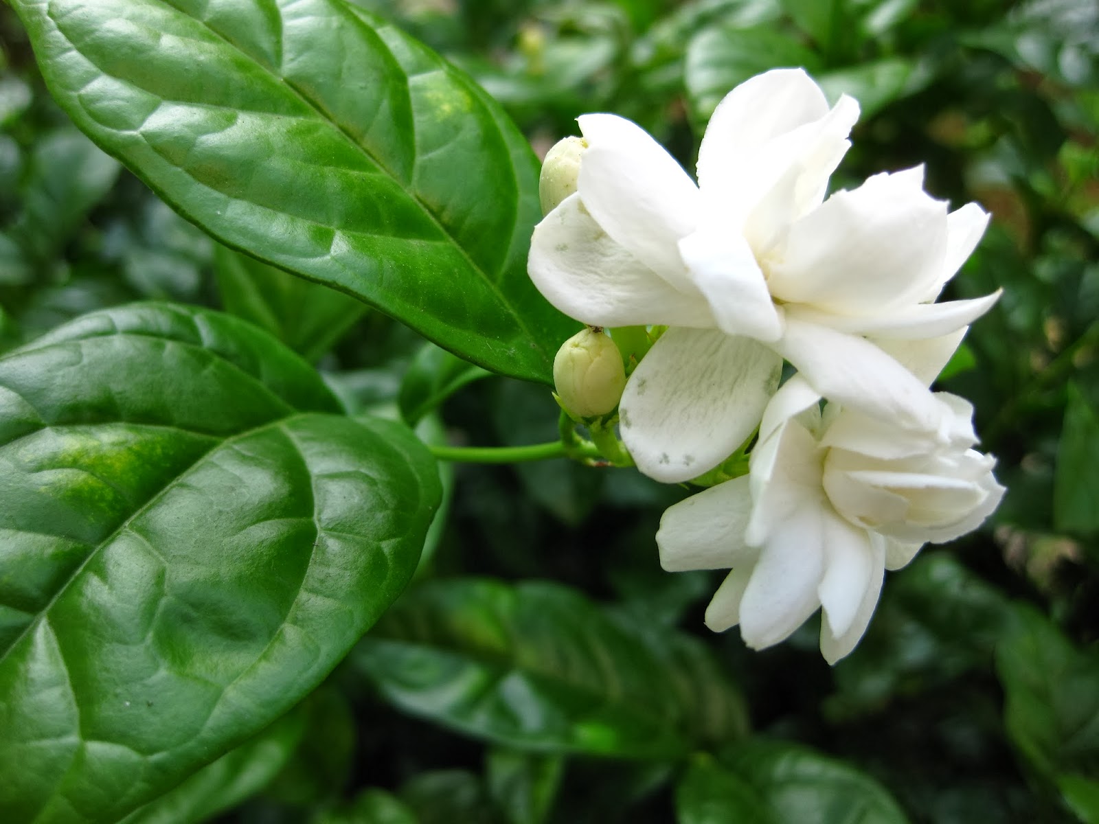 Jaśmin w perfumach - kolejna cegiełka w indeksie składników i