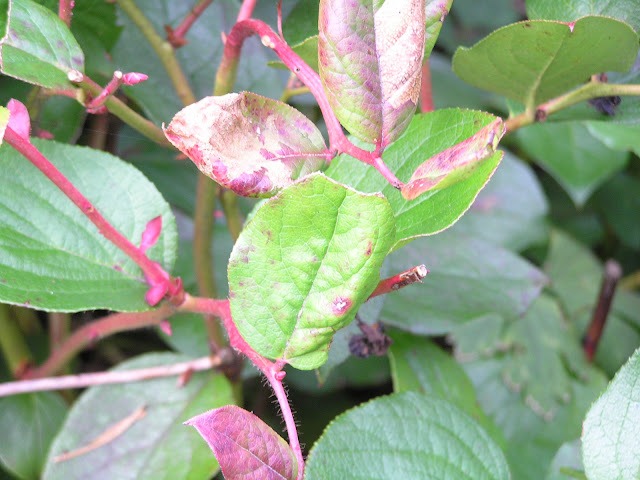 salal wild edible plants