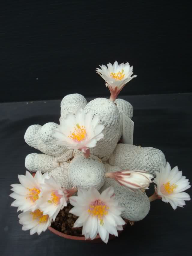Plantas: Mammillaria herrerae ssp. albiflora