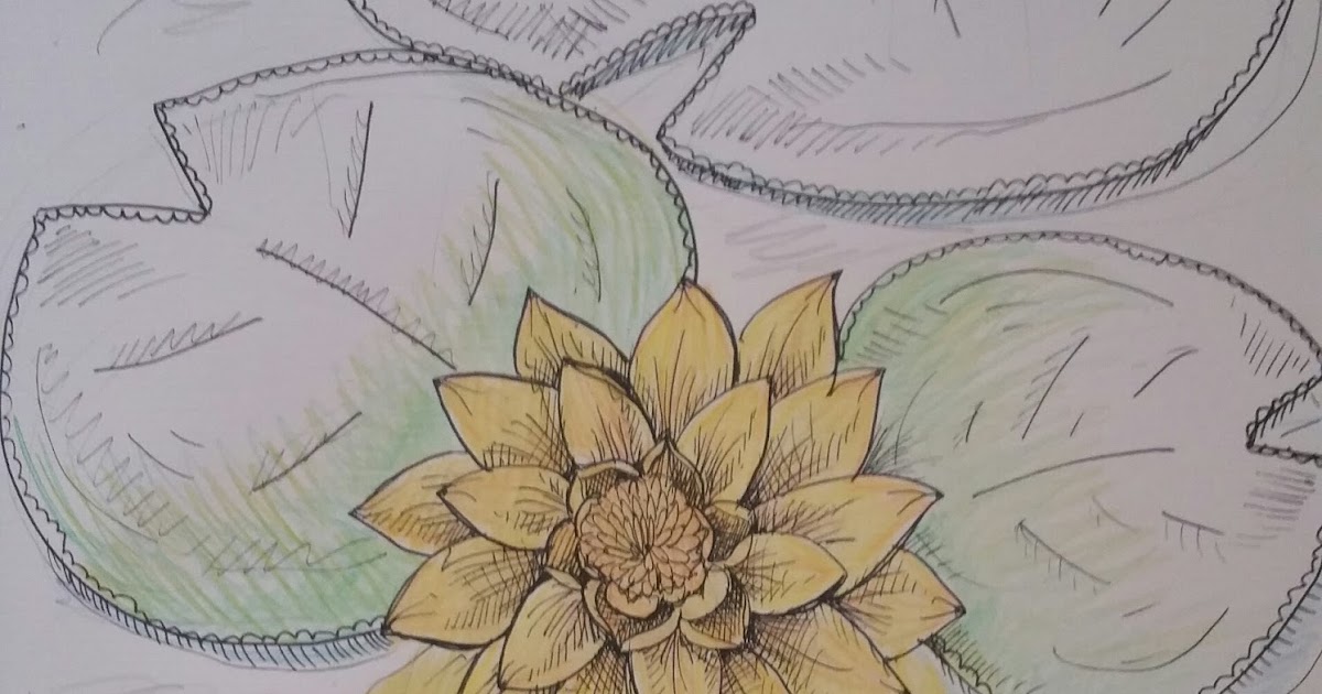 Sketch of the Week: Lily Pad Flower