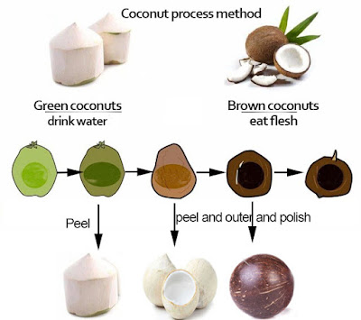 Bwaypeeler How To Process Different Coconuts Young Coconuts Vs Old Coconuts