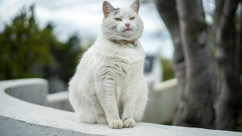 Beautiful Cat 3