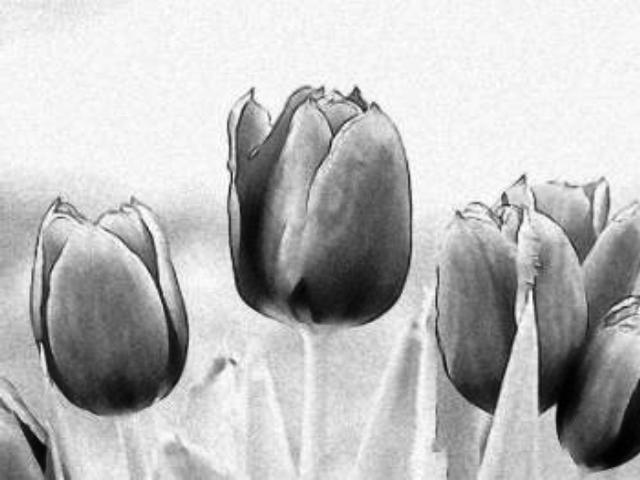 Pictures Of Flowers Drawn Pictures Of Flowers Drawn