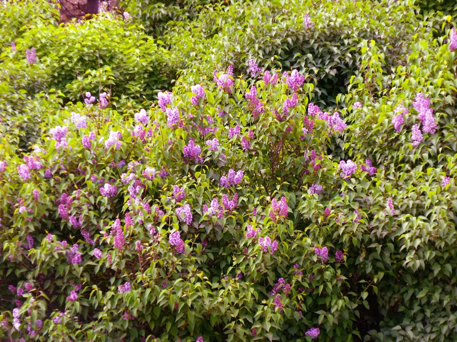 tufe liliac mov primavara constanta tufe liliac mov primavara constanta