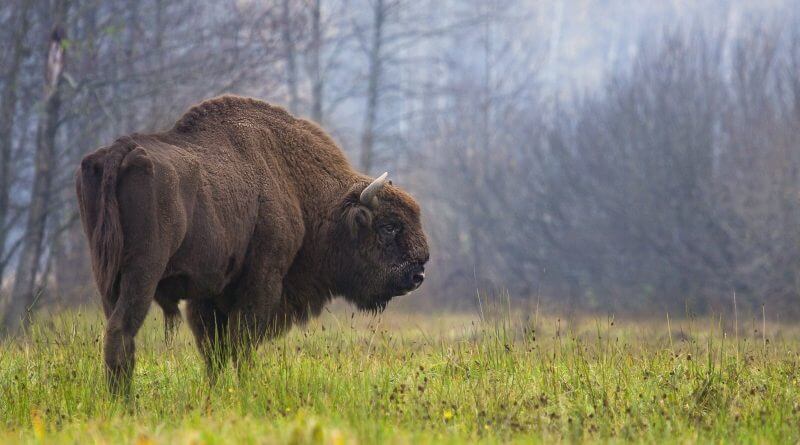 First Wild Bison Ever Seen In Germany For 250 Years Is Shot Dead The Following Day