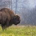 First Wild Bison Ever Seen In Germany For 250 Years Is Shot Dead The Following Day