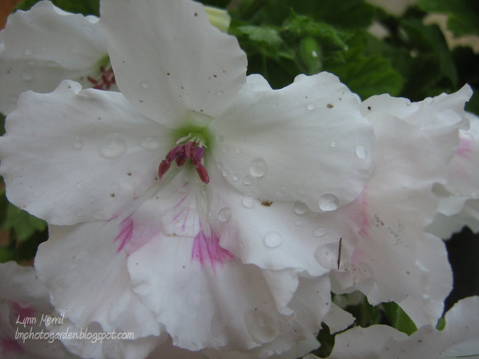 My Photo Garden The flowers in my window