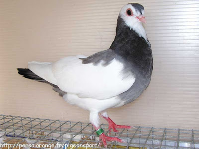 Rouleur de Rakovnik - roller pigeons