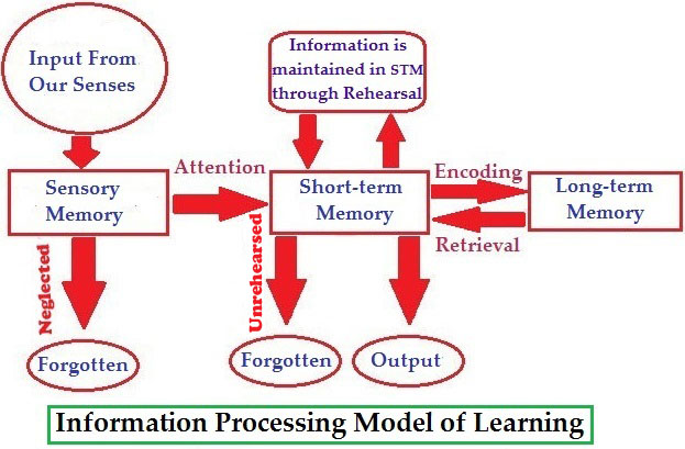 Information processing model psychology hotsell