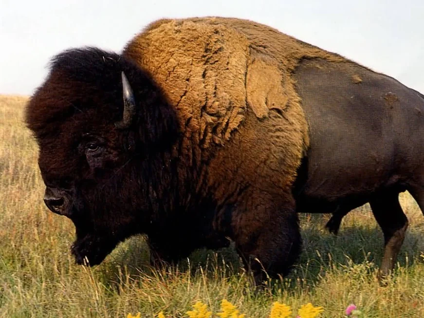 Vivid Buffalo Chicken Dip Picture for Mobile Vivid Buffalo Chicken Dip Picture for Mobile