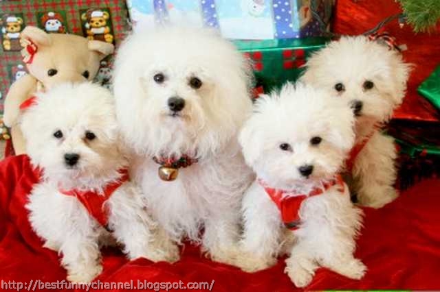 Four funny  Christmas dogs. 