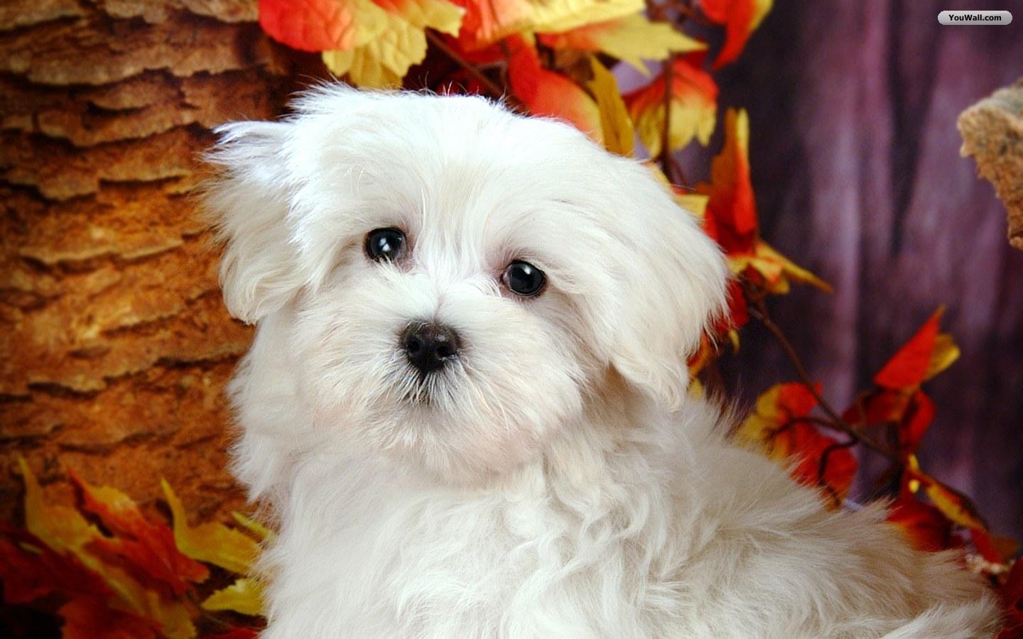 Funny Animals: Cute White Dogs