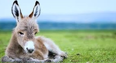 Latte d’asina: la vera risposta nutrizionale per i bambini gravemente  prematuri