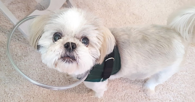 Por que os shih tzu seguem seus tutores