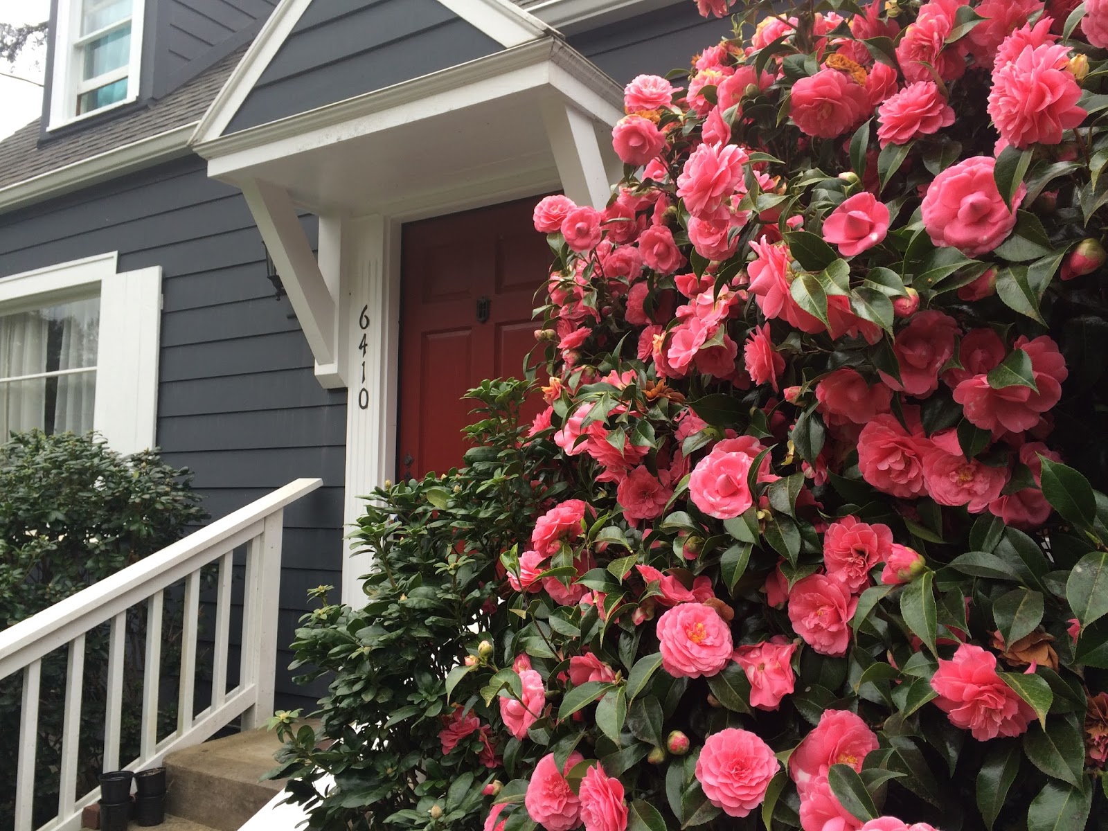 Lakewood Living Lakewood WA Spring Flowers....